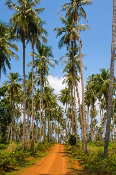 Grond weg in de jungle, thailand . — Stockfoto