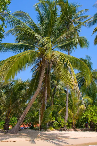 Palmeira — Fotografia de Stock