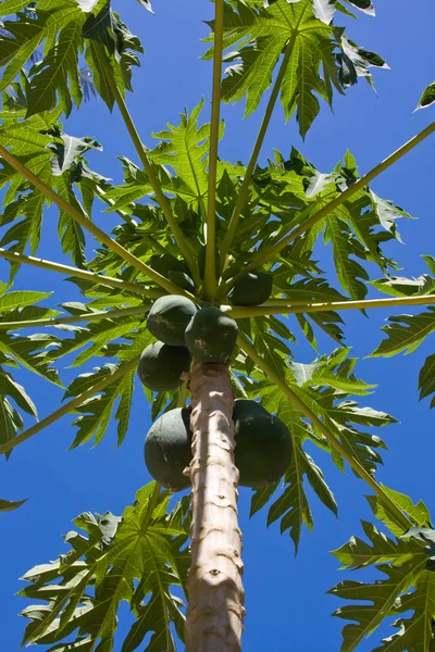 Un mucchio di papaie appese all'albero — Foto Stock