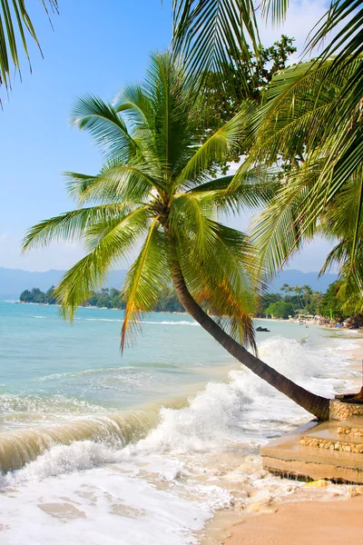 Красива пальма над пляжем з білого піску — стокове фото