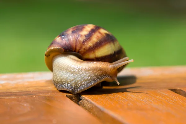 Close-up of a snail — Stock Photo, Image