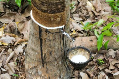 Milk of rubber tree flows into a wooden bowl clipart