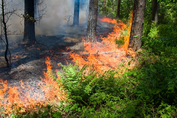 Pożar lasu — Zdjęcie stockowe