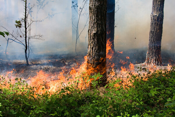 Лесной пожар
