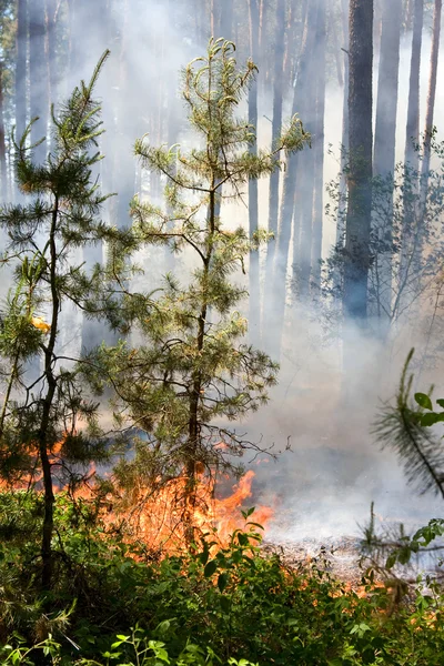 Δασικών πυρκαγιών — Φωτογραφία Αρχείου