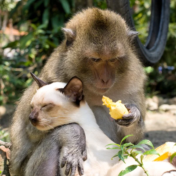 Monkey and domestic cat — Stock Photo, Image