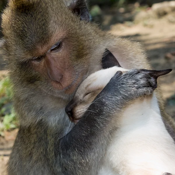 Macaco e gato doméstico — Fotografia de Stock