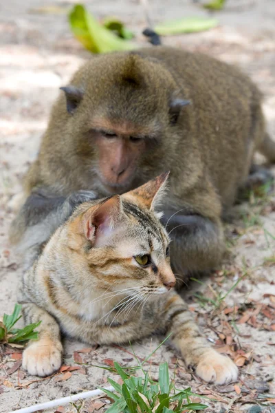 Monkey and domestic cat Royalty Free Stock Images