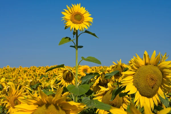 Medan bunga matahari di atas langit biru — Stok Foto