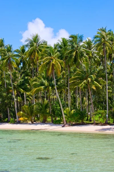 具有异国情调的树木在沙滩上的热带海滩. — 图库照片