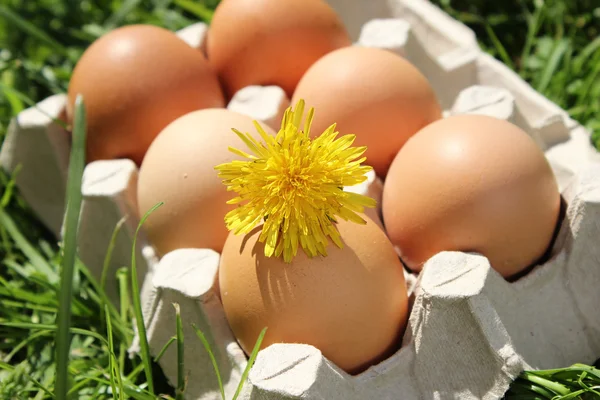 Flower on chicken egg Royalty Free Stock Images