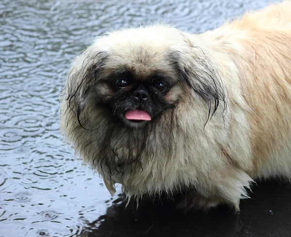 Wet dog — Stock Photo, Image