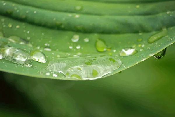stock image Drops on a leaf