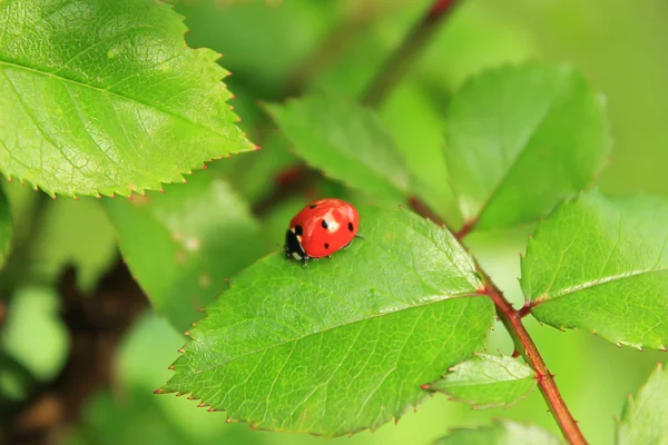 stock image A ladybird