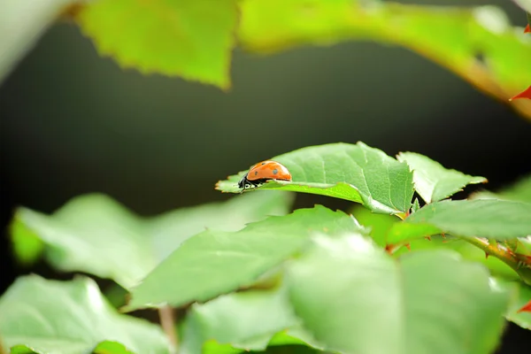 stock image Ladybug on Flower