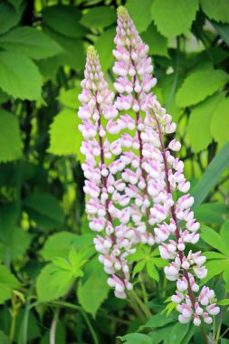 Lupinus polyphyllus