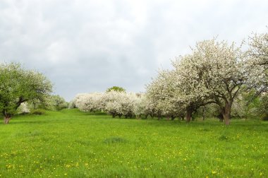 Apple garden clipart