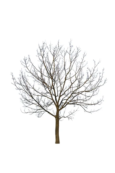 Dead tree — Stock Photo, Image