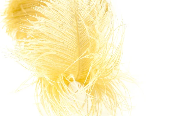 노란 깃털 — 스톡 사진