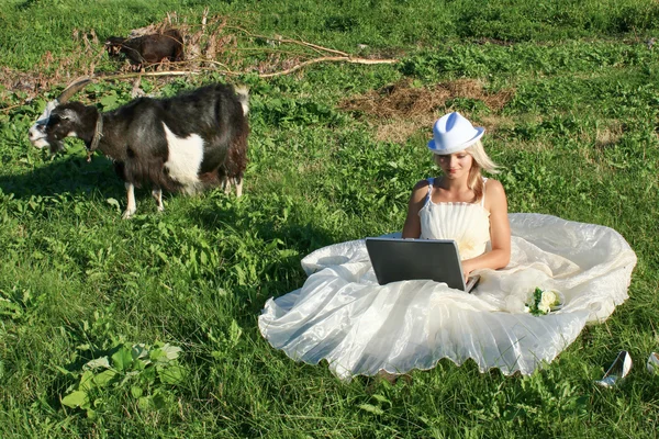 Noiva com um computador portátil em um campo de verão Fotos De Bancos De Imagens Sem Royalties