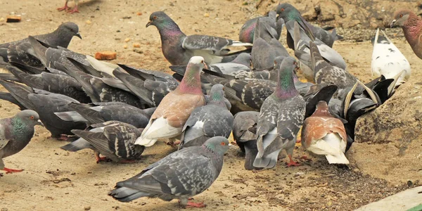 Tauben füttern im Park — Stockfoto