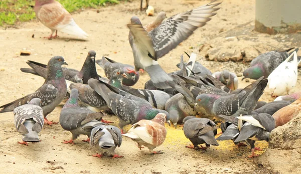 Tauben füttern im Park — Stockfoto