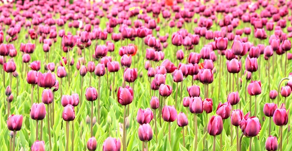 De kleurrijke paarse tulpen bloeien in een veld — Stockfoto