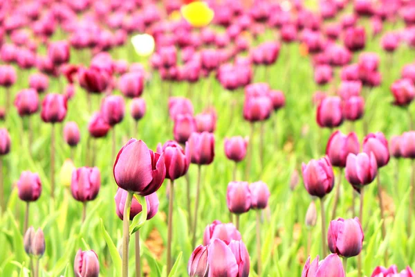 Die bunten lila Tulpen, die auf einem Feld blühen — Stockfoto