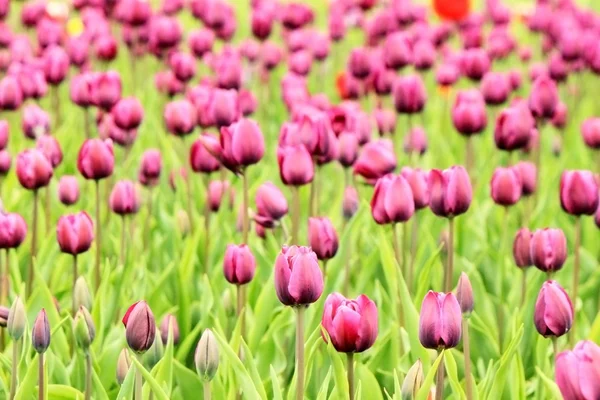 在字段中盛开的多彩紫色郁金香 — 图库照片