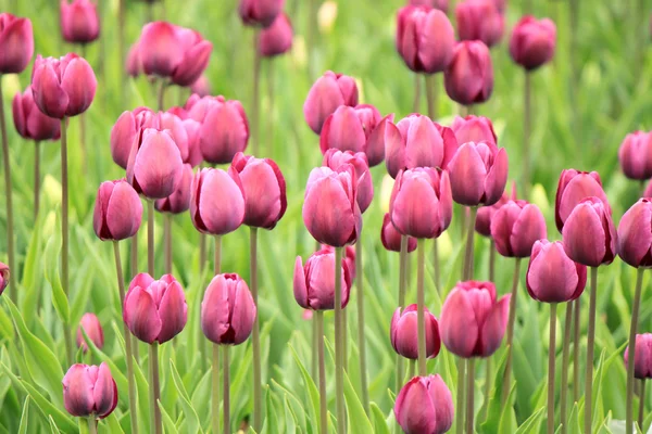 De kleurrijke paarse tulpen bloeien in een veld — Stockfoto