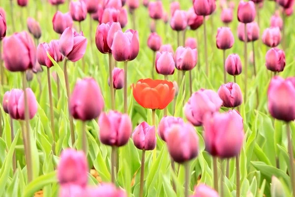 Paarse tulpen veld — Stockfoto