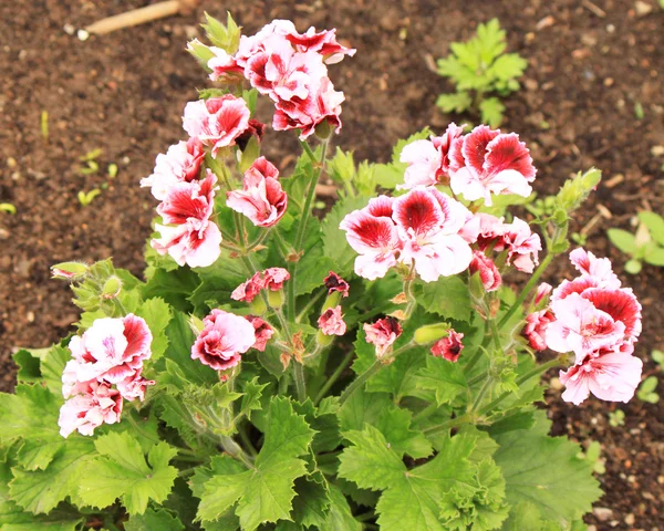 stock image Beatiful red flowers on a flower bed