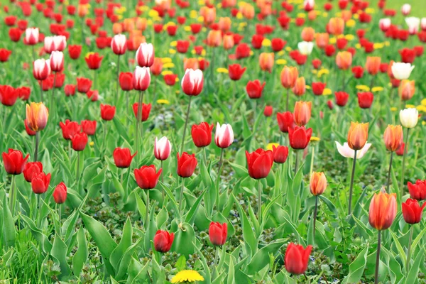 Ett fält av rött, rosa och vita tulpaner — Stockfoto