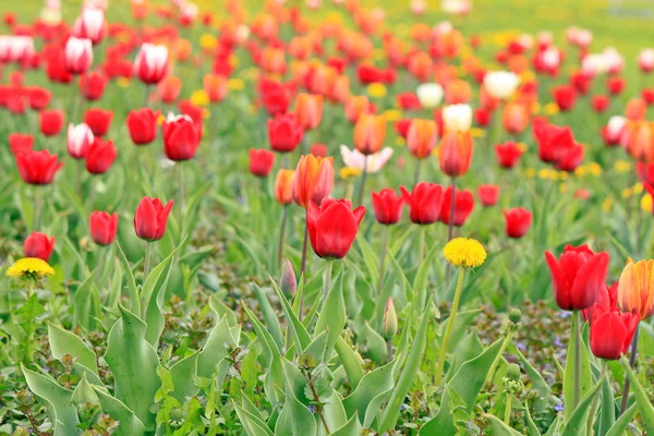 A vörös, rózsaszín és fehér tulipán mező — Stock Fotó
