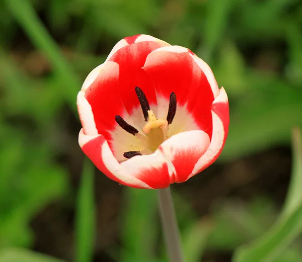 Een close-up van de roze tulp op het veld — Stockfoto