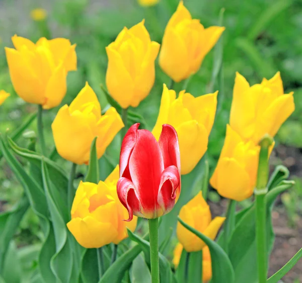 En röd tulpan och gula tulpaner bakom på fältet — Stockfoto