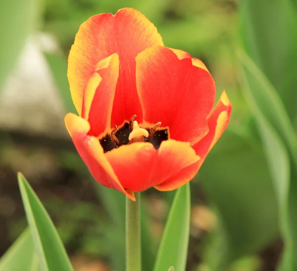 Close-up van een enkele rode tulp in de straat — Stockfoto