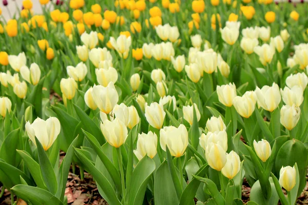 A mező a fehér és sárga tulipánok — Stock Fotó