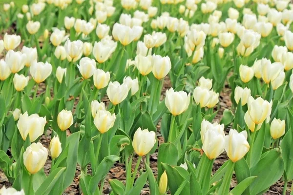 Mooie witte tulpen op een voorjaar veld — Stockfoto