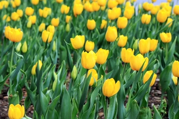 春の美しい黄色のチューリップ畑 — ストック写真