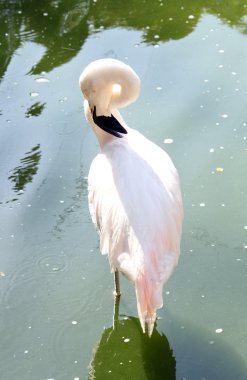 pembe flamingo tek başına ayakta su