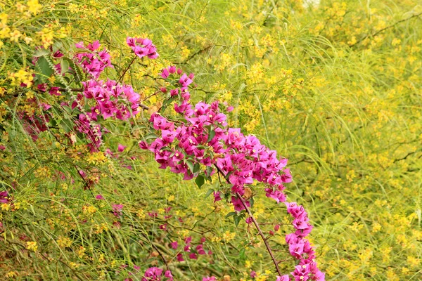 En bougainvillea papper blomma i rosa färg — Stockfoto