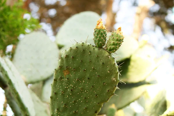 Egzotik bitkiler: dikenli bir kaktüs yakın çekim — Stok fotoğraf