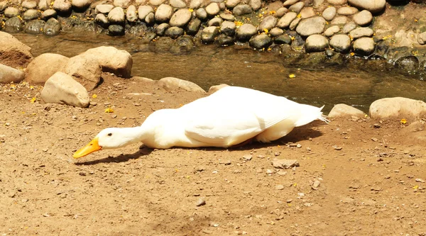 A white duck laying on the ground — Stock Photo, Image