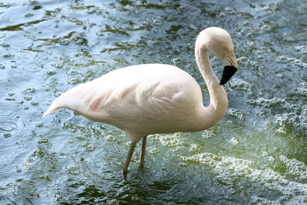 Розовый фламинго один стоит в воде — стоковое фото