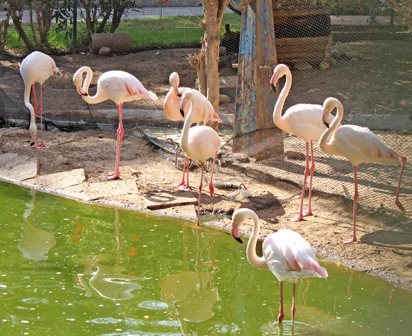 Os flamingos cor-de-rosa estão na água — Fotografia de Stock