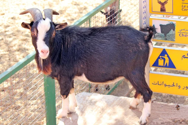 Zbliżenie czarno-białe kozy — Zdjęcie stockowe