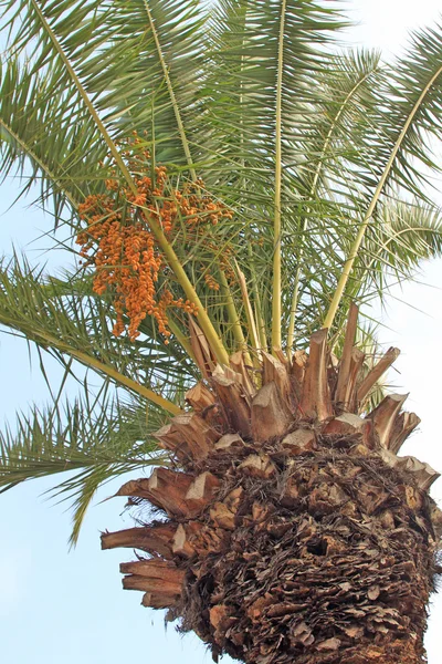 Açık mavi gökyüzü ile sererken yeşil palmiye ağacının üst — Stok fotoğraf