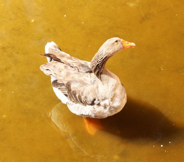 The gray goose standing in the water