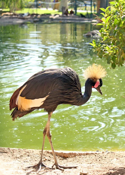 Afrikansk fågel: grå krönt crane (Balearica regulorum) — Stockfoto